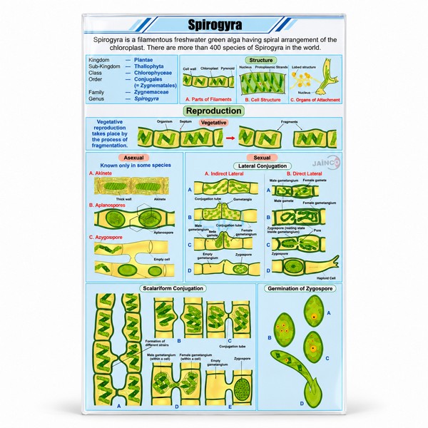 Spirogyra Chart